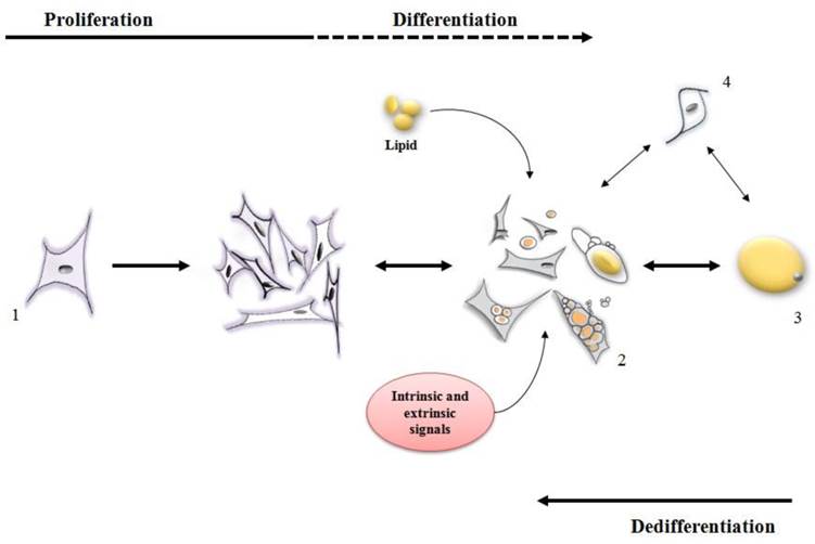 J Genomics Image