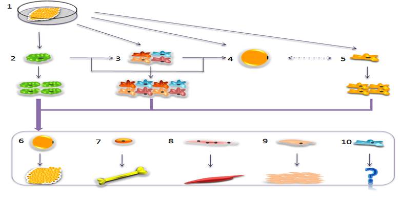 J Genomics Image