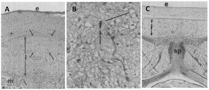 J Genomics Image