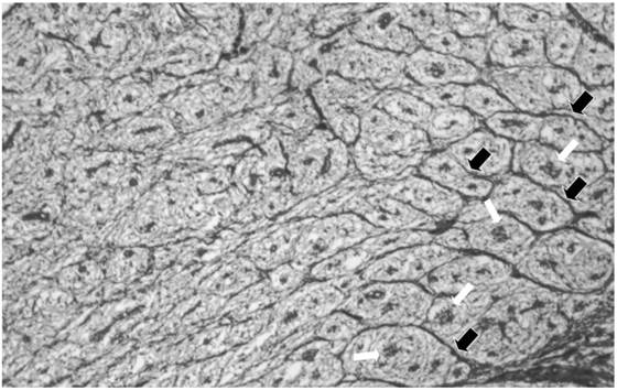 J Genomics Image