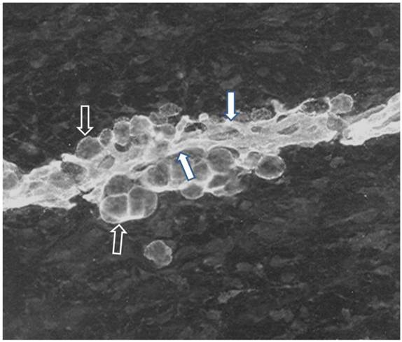 J Genomics Image