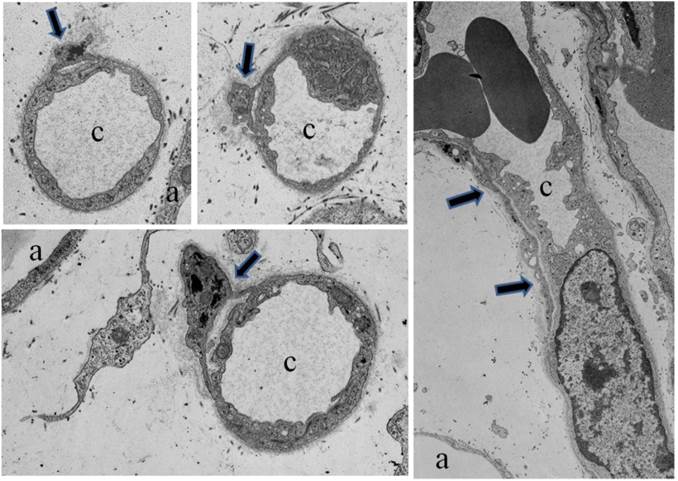 J Genomics Image