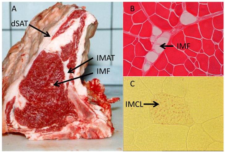 J Genomics Image