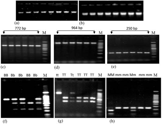 J Genomics Image