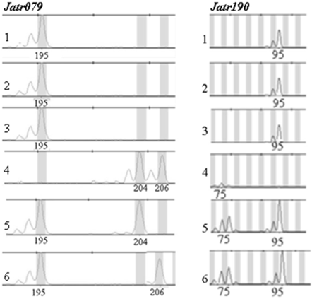 J Genomics Image