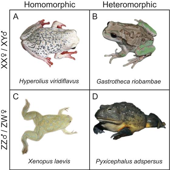 J Genomics Image