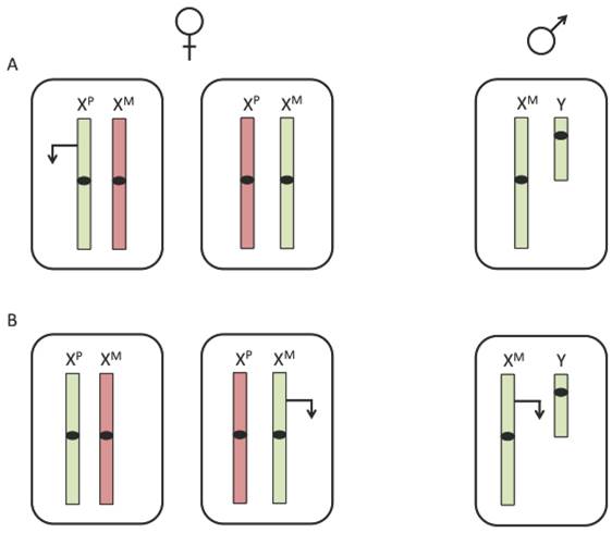 J Genomics Image