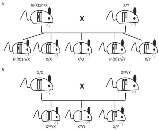 J Genomics Image