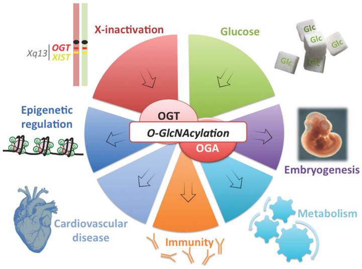 J Genomics Image