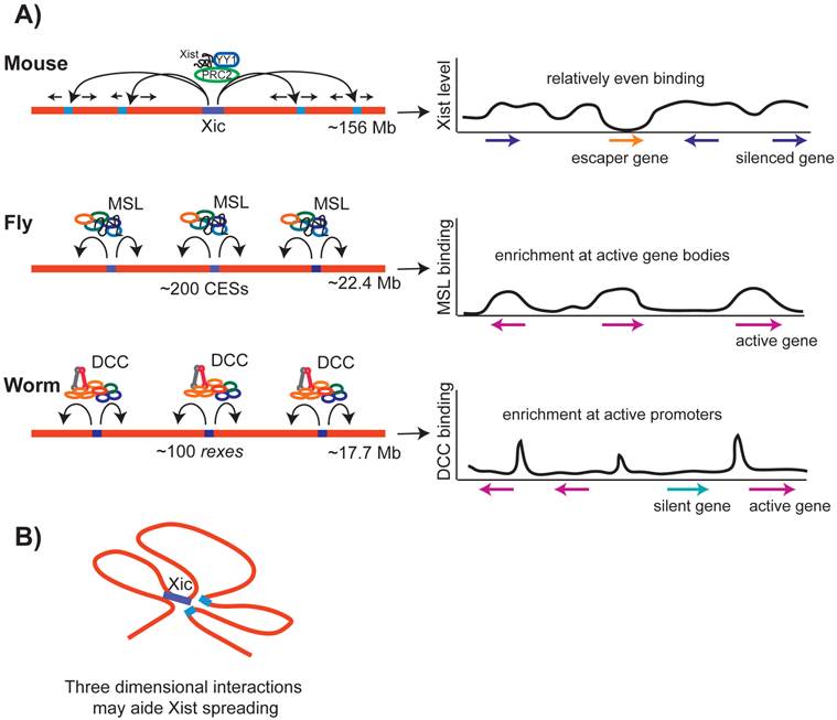 J Genomics Image