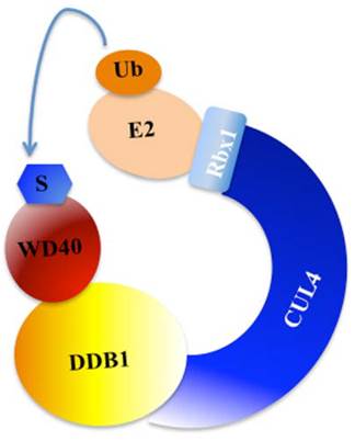 J Genomics Image