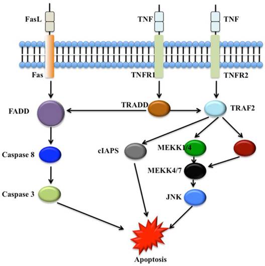 J Genomics Image