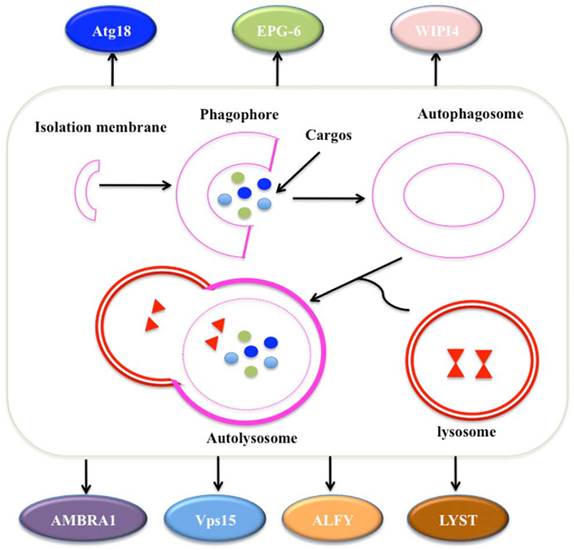 J Genomics Image