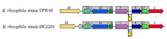 J Genomics Image