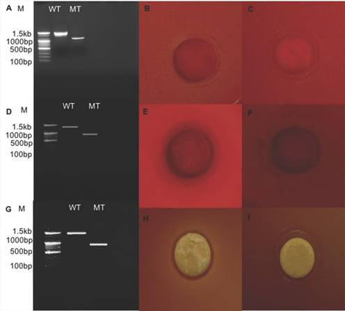 J Genomics Image