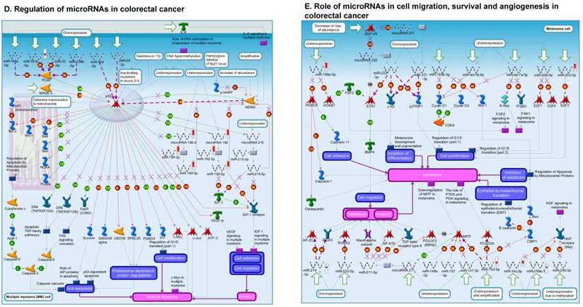 J Genomics Image