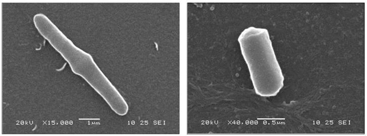 J Genomics Image