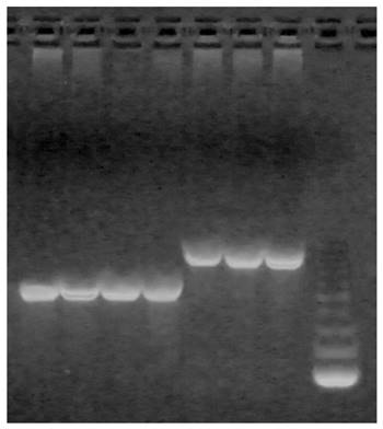 J Genomics Image