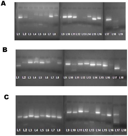 J Genomics Image