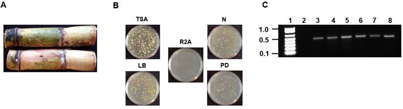 J Genomics Image