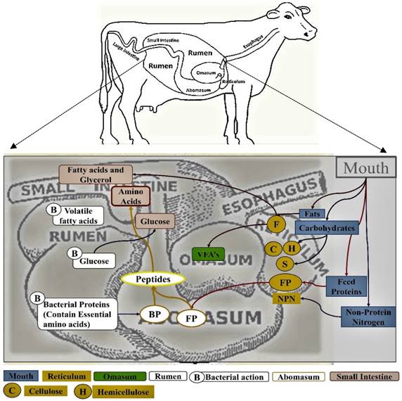 J Genomics Image