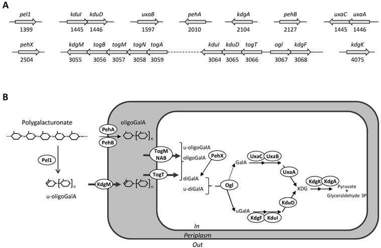 J Genomics Image