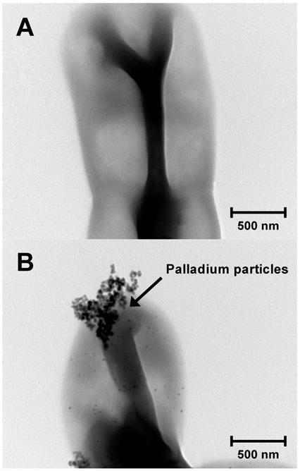 J Genomics Image