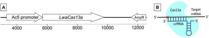 J Genomics Image