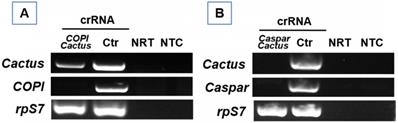 J Genomics Image