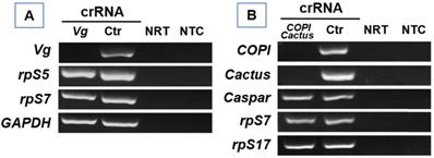 J Genomics Image