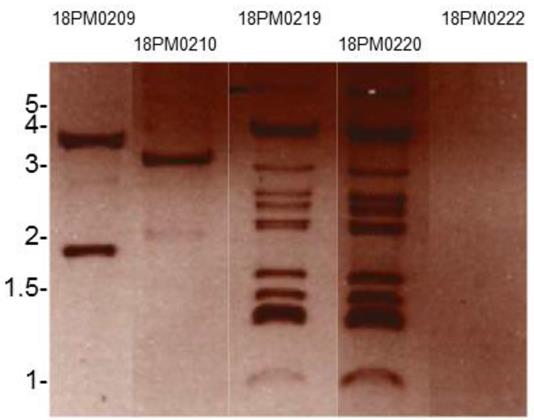 J Genomics Image