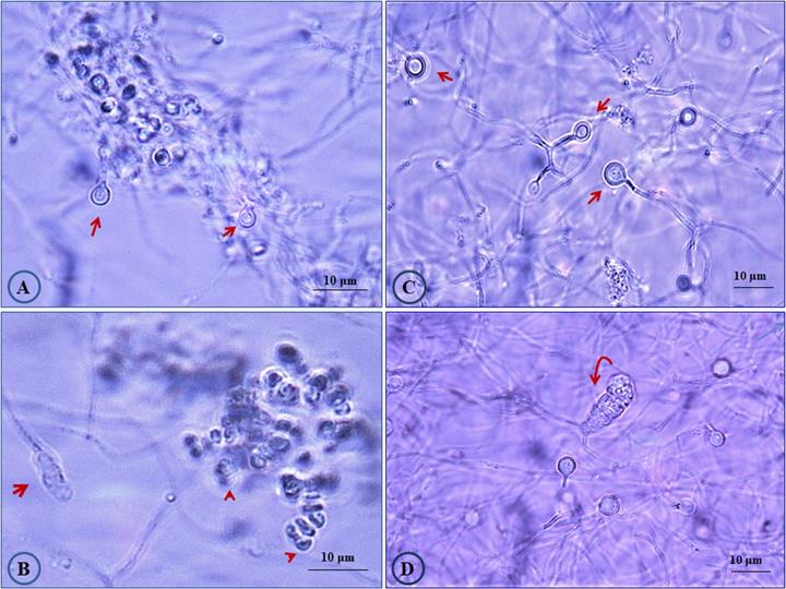 J Genomics Image