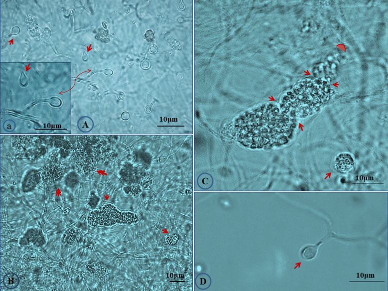 J Genomics Image