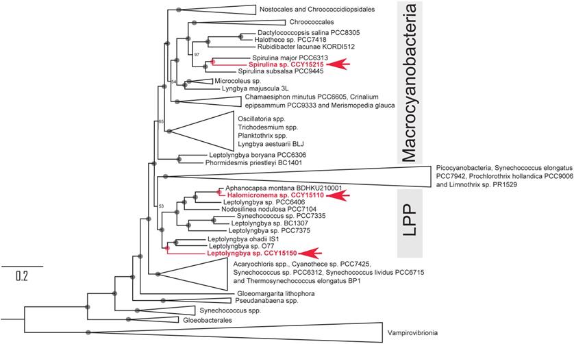 J Genomics Image