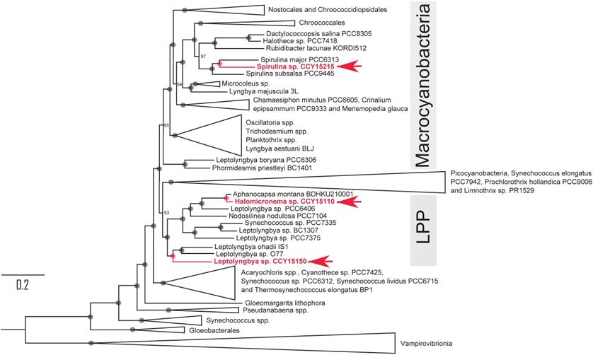 J Genomics Image