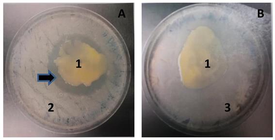 J Genomics Image