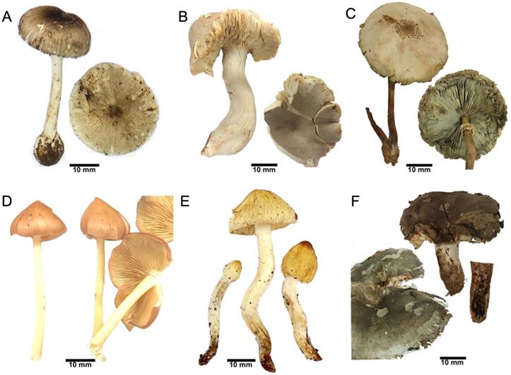 J Genomics Image