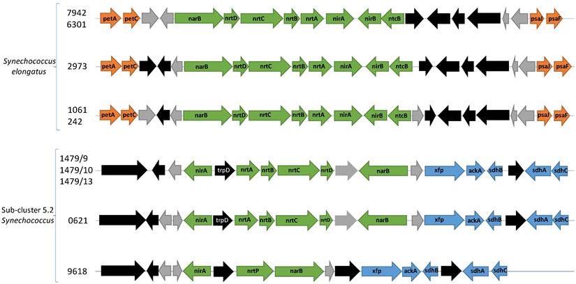 J Genomics Image