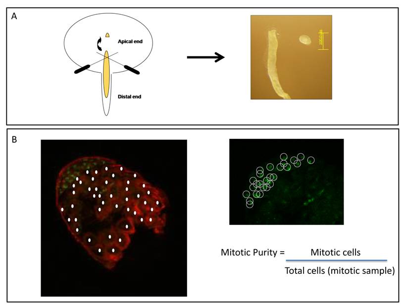 J Genomics Image
