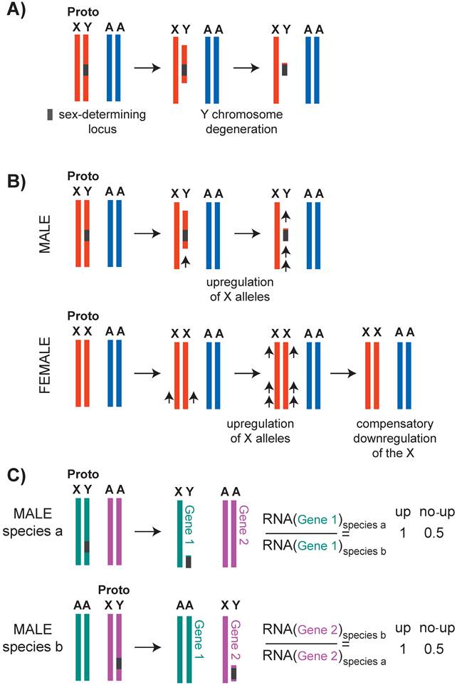 Mechanisms of X Chromosome Dosage Compensation