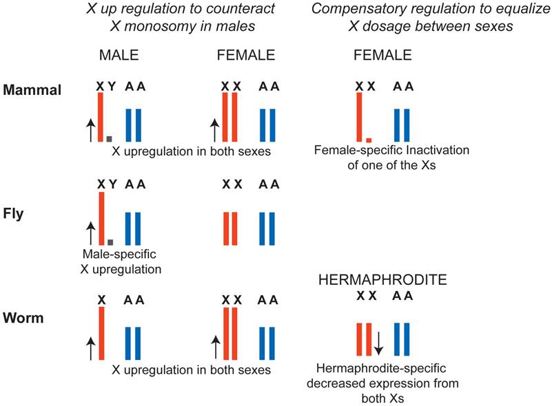Mechanisms of X Chromosome Dosage Compensation
