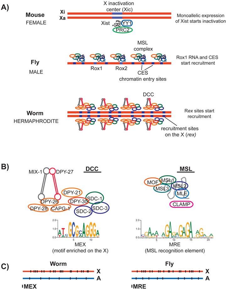 Mechanisms of X Chromosome Dosage Compensation