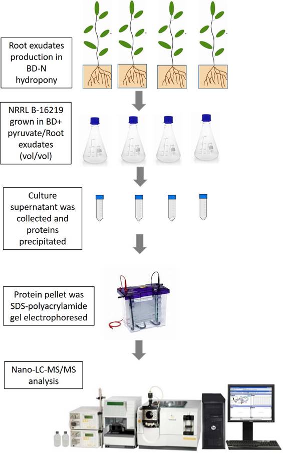 J Genomics Image